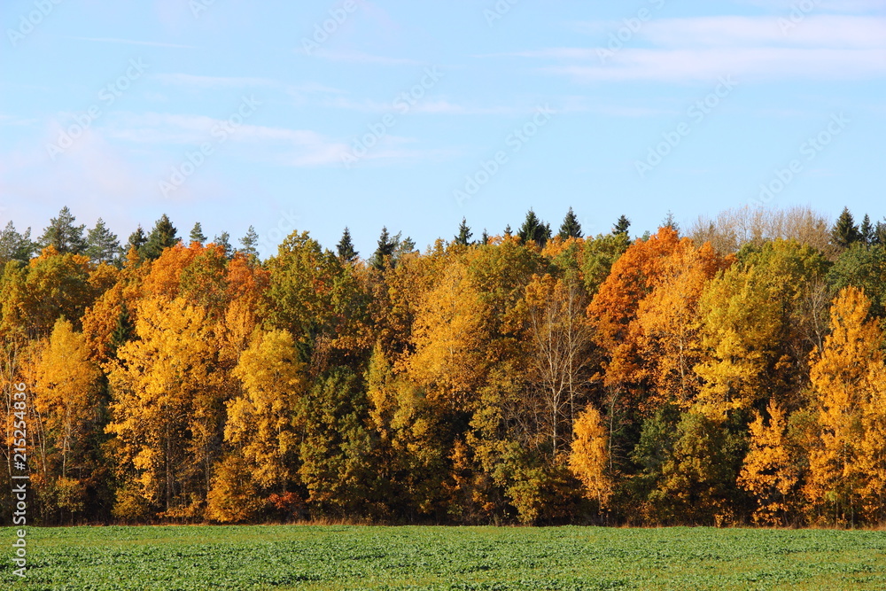 October, autumn in the forest - a beautiful view from the field of golden, yellow, orange and green trees