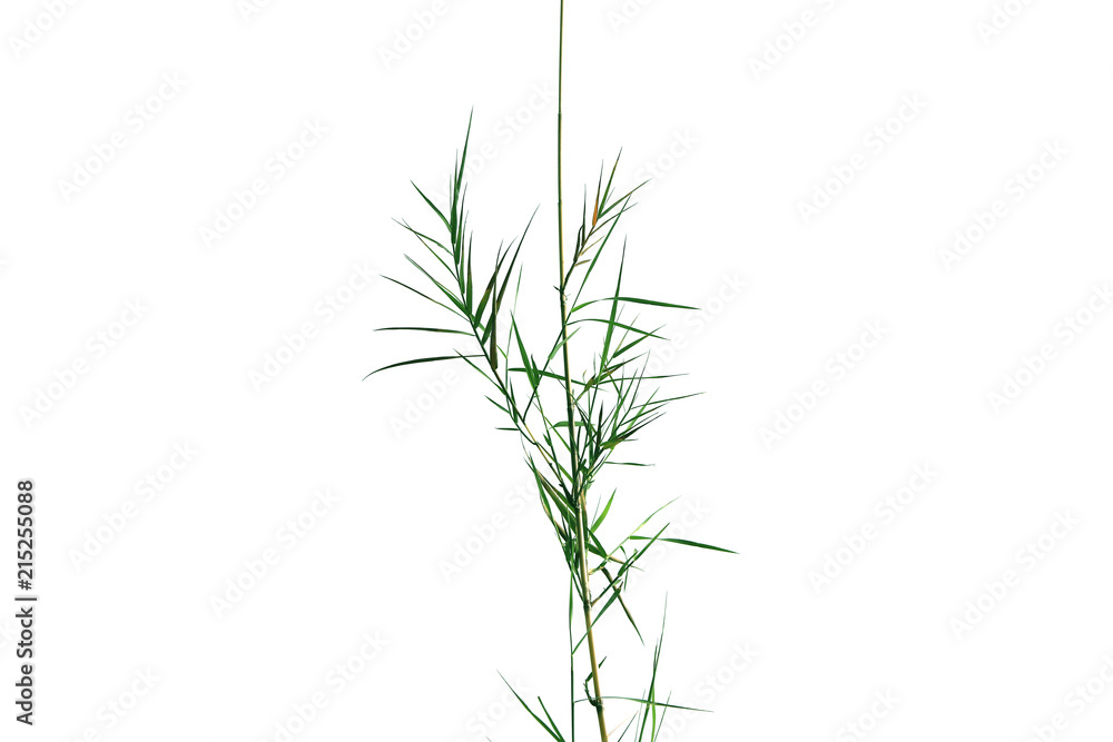 Obraz premium Green leaves of bamboo on the branch of tree, style and shape isolated on white background.