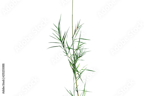 Fototapeta Naklejka Na Ścianę i Meble -  Green leaves of bamboo on the branch of tree, style and shape isolated on white background.