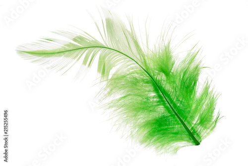 green bird feather isolated on white background