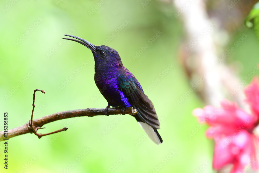 Fototapeta premium Violet Sabrewing (Campylopterus hemileucurus)
