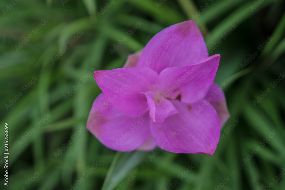 Curcuma alismatifolia, Siam tulip or summer tulip is a tropical plant Curcuma alismatifolia, Siam tulip or summer tulip is a tropical plant