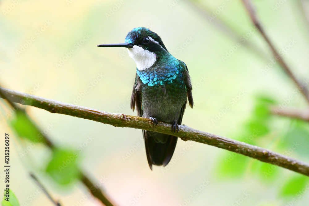 Fototapeta premium White-throated Mountaingem (Lampornis castaneoventris)