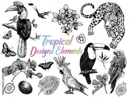 Set of hand drawn sketch style exotic birds, animals, butterflies, plants and fruits isolated on white background. Vector illustration.