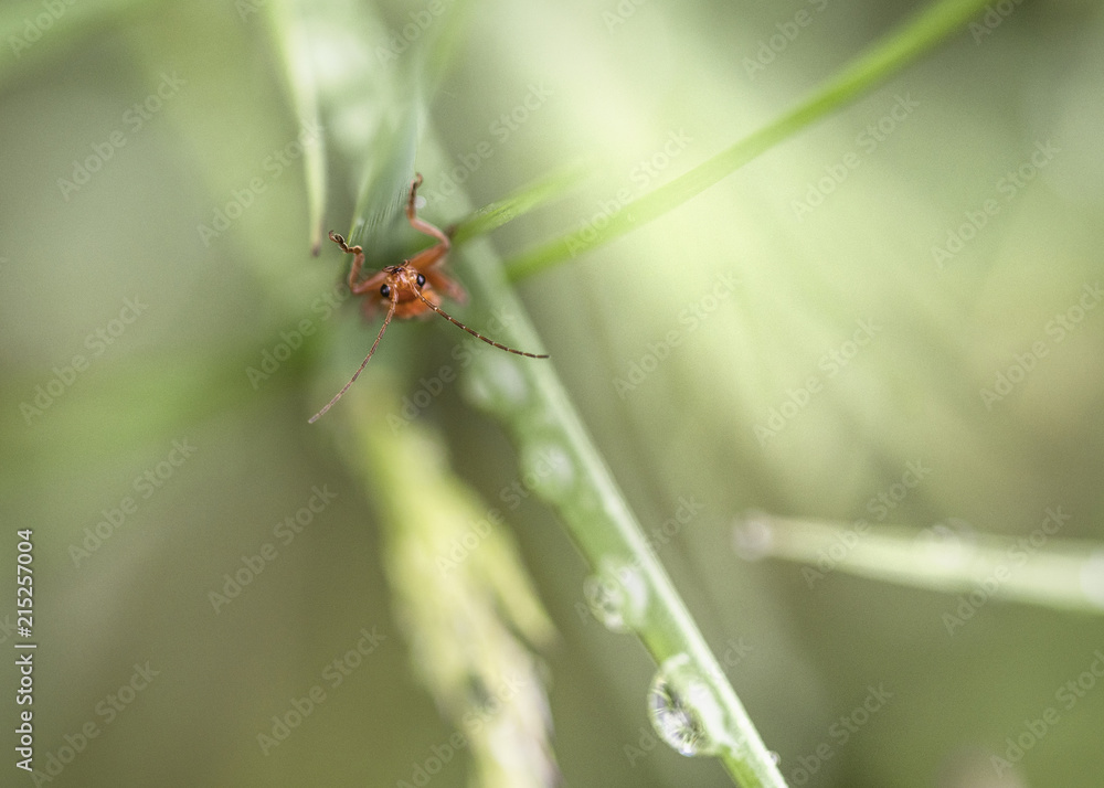 Soldier beetle insect on grass Soldier beetle insect on grass