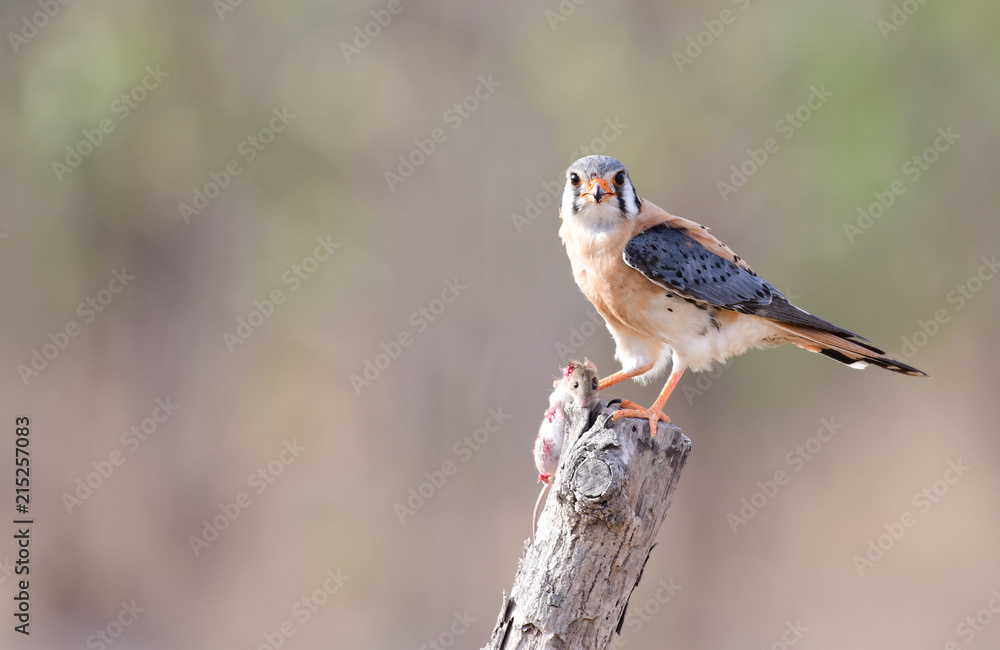 American kestrel (Falco sparverius) American kestrel (Falco sparverius)