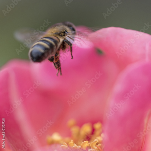 Bee insect flying