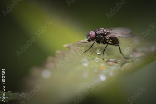 Fly insect on Dew drop leaf © kim