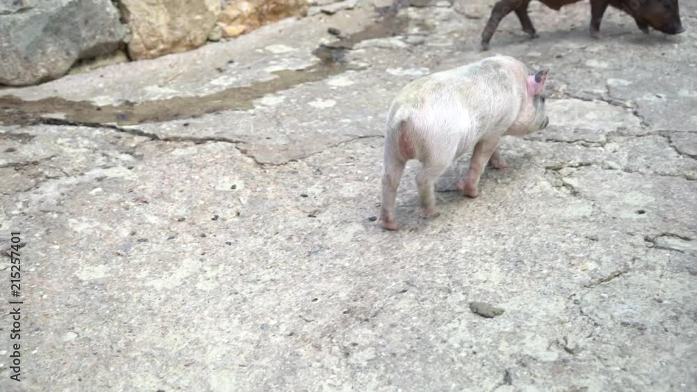mini pigs are grazed on a rocks ground mini pigs are grazed on a rocks ground