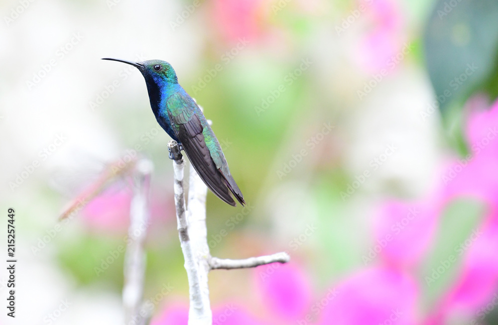 Fototapeta premium Black-throated mango (Antharcothorax nigricollis) male
