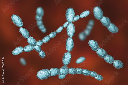 Haemophilus ducreyi bacteria, 3D illustration. Gram-negative coccobacillus, which causes the sexually transmitted disease chancroid, a genital ulcer photo