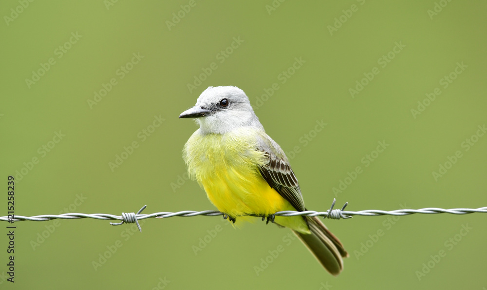 Obraz premium Tropical Kingbird (Tyrannus melancholicus)