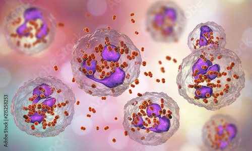 Bacteria Neisseria gonorrhoeae inside phagocytes, gonoccoccus, diplococci which cause sexually transmitted infection gonorrhea. 3D illustration. Incomplete phagocytosis