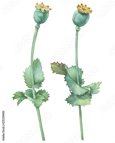 Canvas Print Branch with poppy seed capsule (also known as Helianthus annuus)