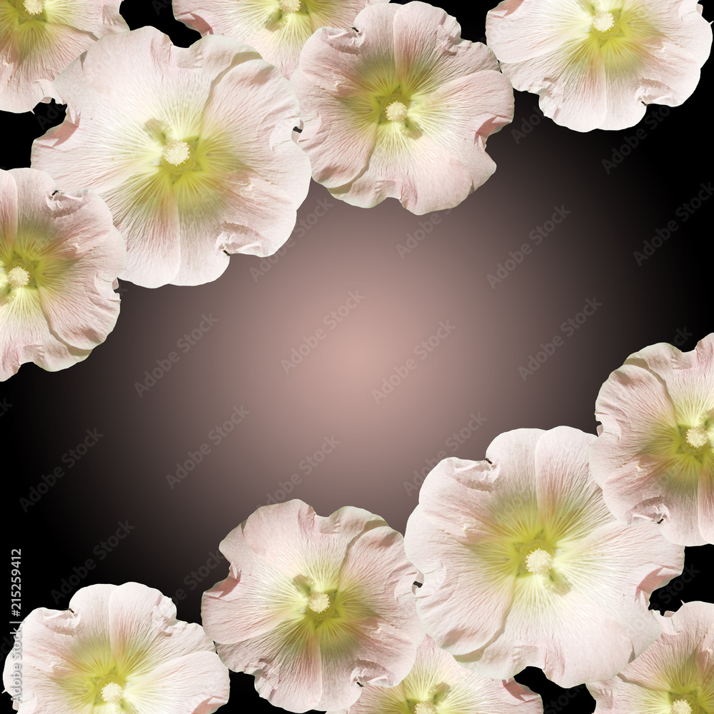 Beautiful floral background with mallows Beautiful floral background with mallows