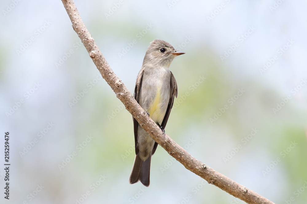 Fototapeta premium Tropical Pewee