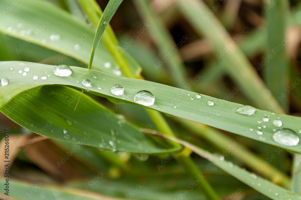 Obraz premium Drops in the nature