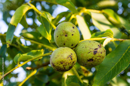 Obraz na płótnie Walnuts on the tree in orchard w salonie