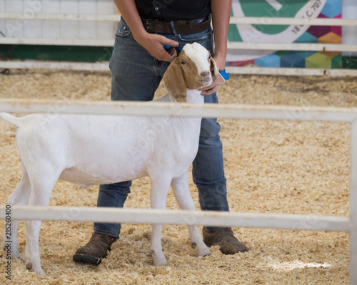 Goat at the fair