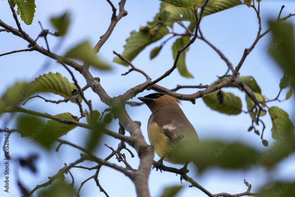 Jaseur d'Amérique, Cedar Waxwing Bombycilidés Jaseur d'Amérique, Cedar Waxwing Bombycilidés