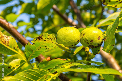 Obraz na płótnie Walnuts on the tree in orchard w salonie