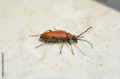 Rothalsbock   (  Stictoleptura rubra  )   Käfer  auf hellem Hintergrund mit Textfreiraum © Claudia Evans 