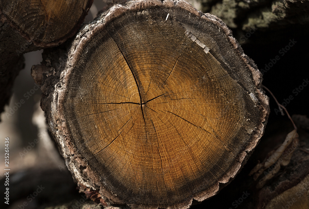 Naklejka premium sawn trees, lumber
