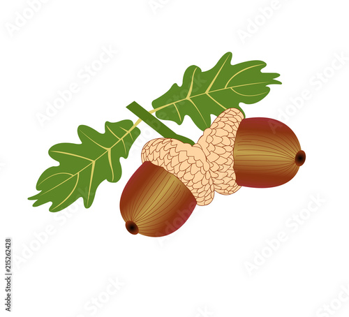 Two acorns with two leaves