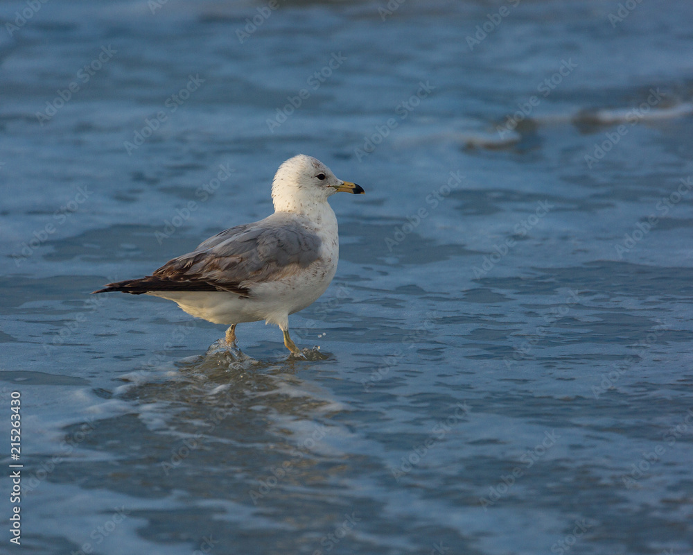 Seagull in the surf. Seagull in the surf.