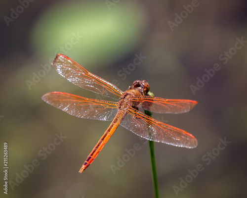 Orange dragonfly © Larry