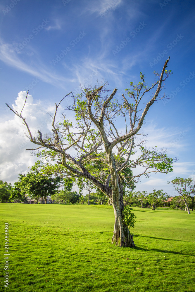 Fototapeta premium Wonderful Trere 