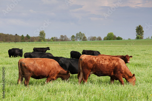 byki i krowy pasące się na polu
