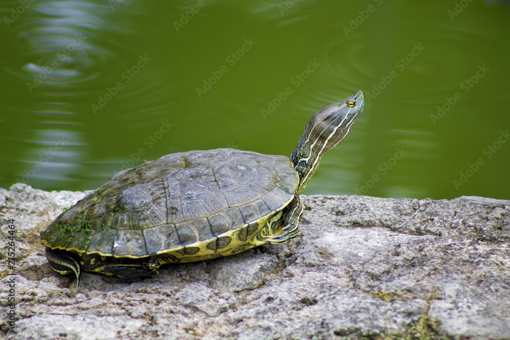 Fototapeta premium Que hare ahora?