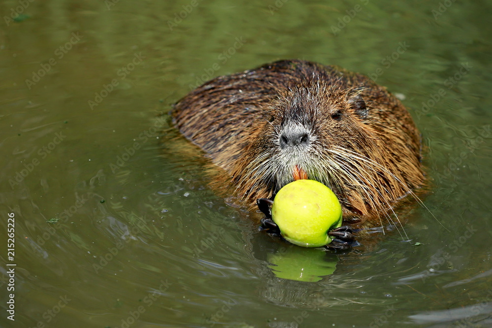 Funny looking ugly nutria, Myocastor coypus, big rodent, standing in dirty  brown water holding in hands