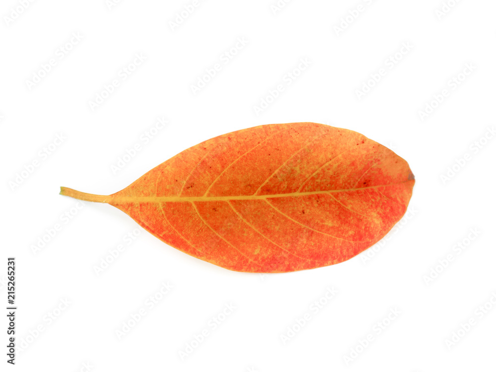 Dried jackfruit leaves are isolated on a white background. Dried jackfruit leaves are isolated on a white background.