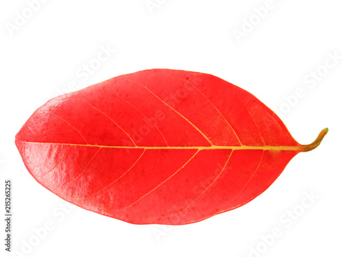 Dried jackfruit leaves are isolated on a white background.