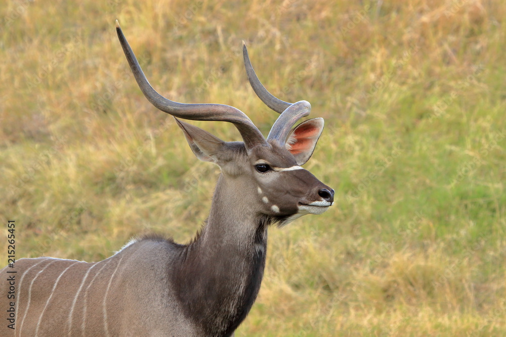 Greater Kudu Greater Kudu