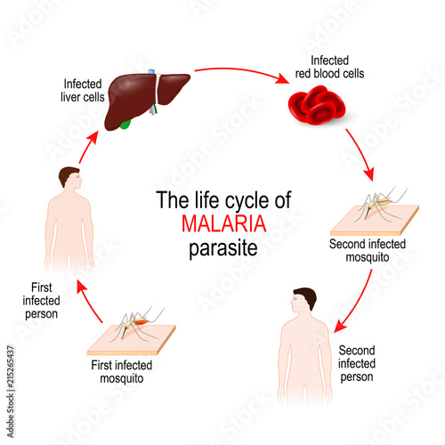 life cycle of a malaria parasite