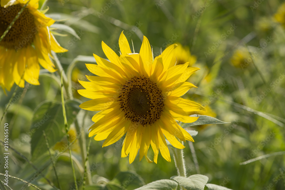 The beautiful sunflowers from a sunflower farm The beautiful sunflowers from a sunflower farm