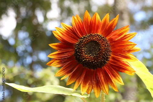 Fototapeta Naklejka Na Ścianę i Meble -  red sunflower