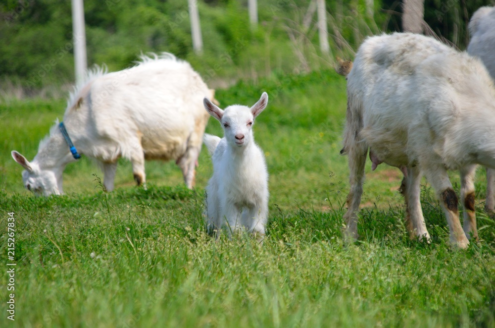 Group of goats with baby goat and his mother walking on the meadow Group of goats with baby goat and his mother walking on the meadow