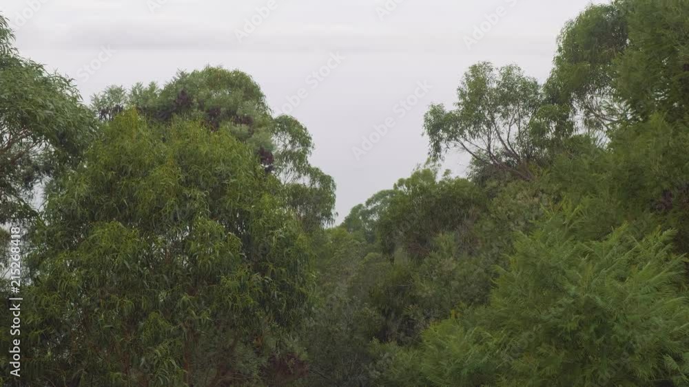 View of ocean and trees of cape during rain View of ocean and trees of cape during rain