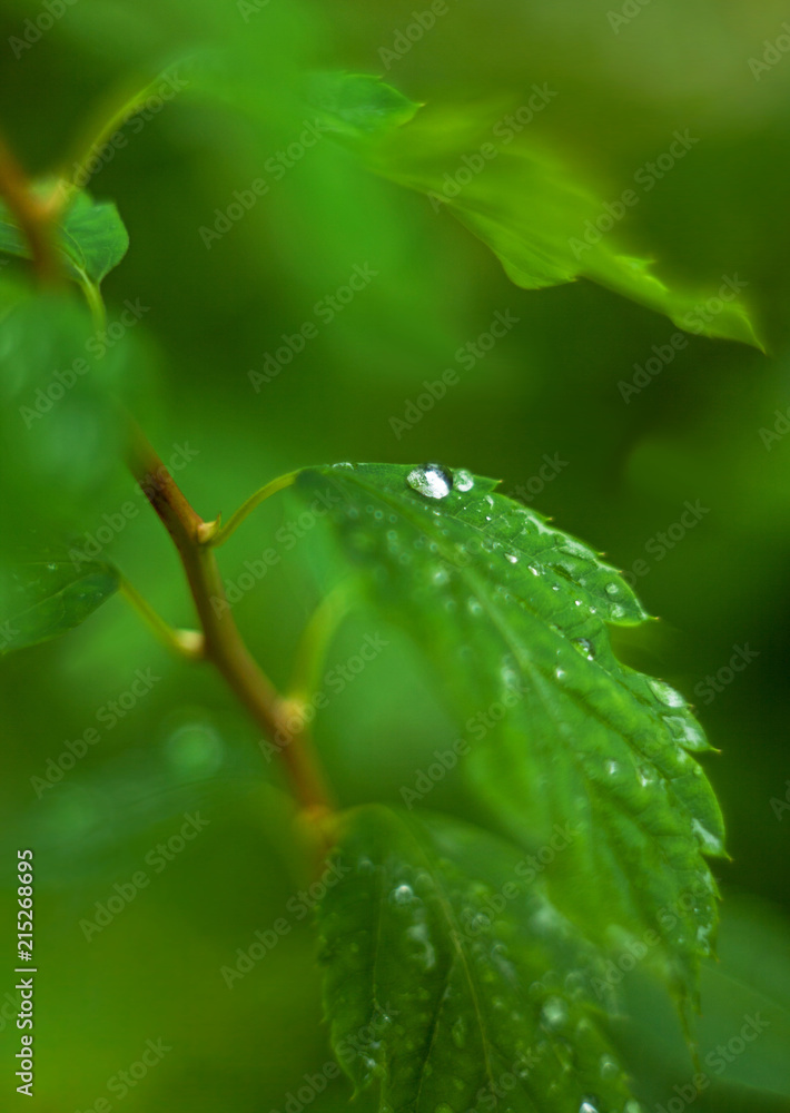 Fototapeta premium Green leaves with drops of dew after rain with a blurred background