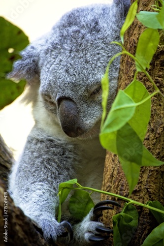 Fototapeta Naklejka Na Ścianę i Meble -  Koala in Eucalyptus Tree