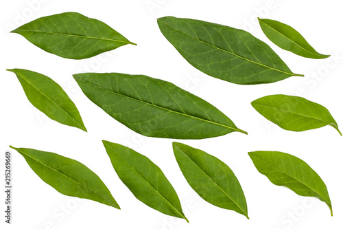 Green leaves of Privet isolated on white