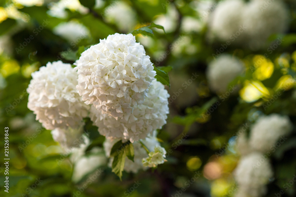 Chinese snowball viburnum flower heads are snowy. Blooming of beautiful white flowers in the summer garden. Delicate caves of white flowers on the branches. Chinese snowball viburnum flower heads are snowy. Blooming of beautiful white flowers in the summer garden. Delicate caves of white flowers on the branches.