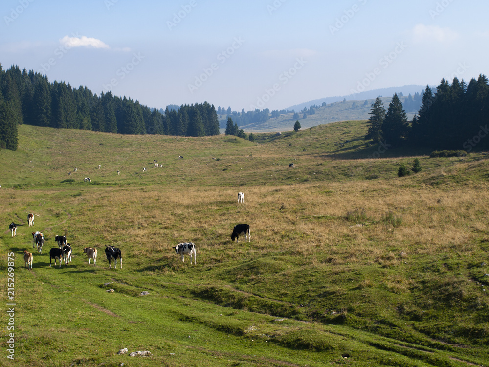 Mucca Highland Seduta In Resina 22 Cm - Foto 7