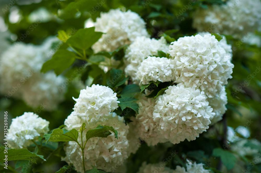 Chinese snowball viburnum flower heads are snowy. Snowball tree (Viburnum opulus) blooming in the garden. Chinese snowball viburnum flower heads are snowy. Snowball tree (Viburnum opulus) blooming in the garden.