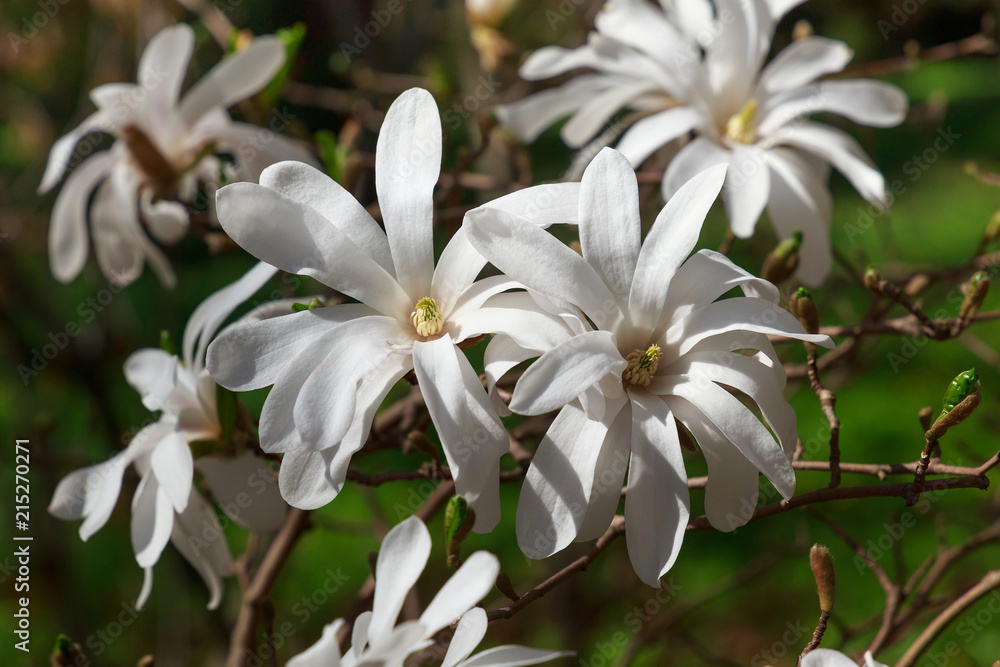 Blooming white Magnolia Stellata in the garden in the spring. Blooming white Magnolia Stellata in the garden in the spring.