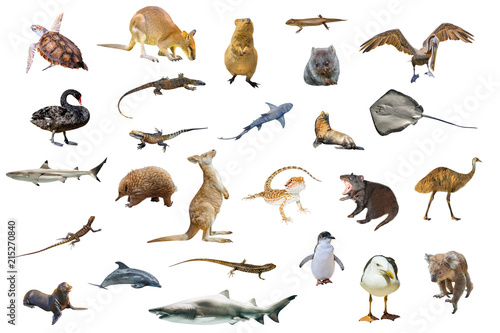 Australian animals isolated on white background:Wallaby,Tasmanian Devil,Wombat,Kangaroo, Quokka,Koala, Pelican,Seagull,Penguin,Swan,shark, Sting Ray,Turtle, Dolphin,Seal,Komodo dragon and Pogona. photo